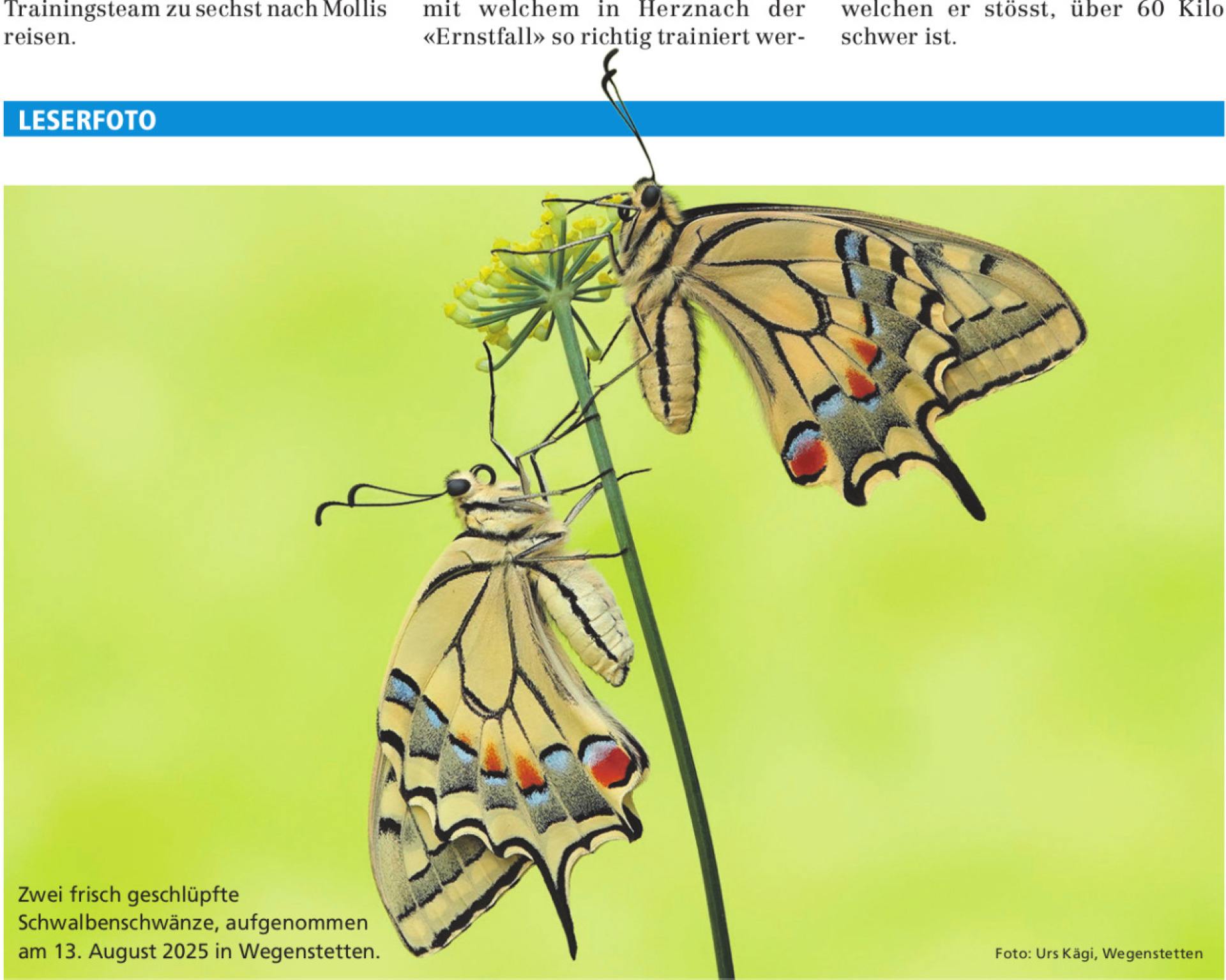 Zwei frisch geschlüpfte Schwalbenschwänze - Das Bild wird blockiert. – Möglicherweise durch einen aktiven Adblocker.