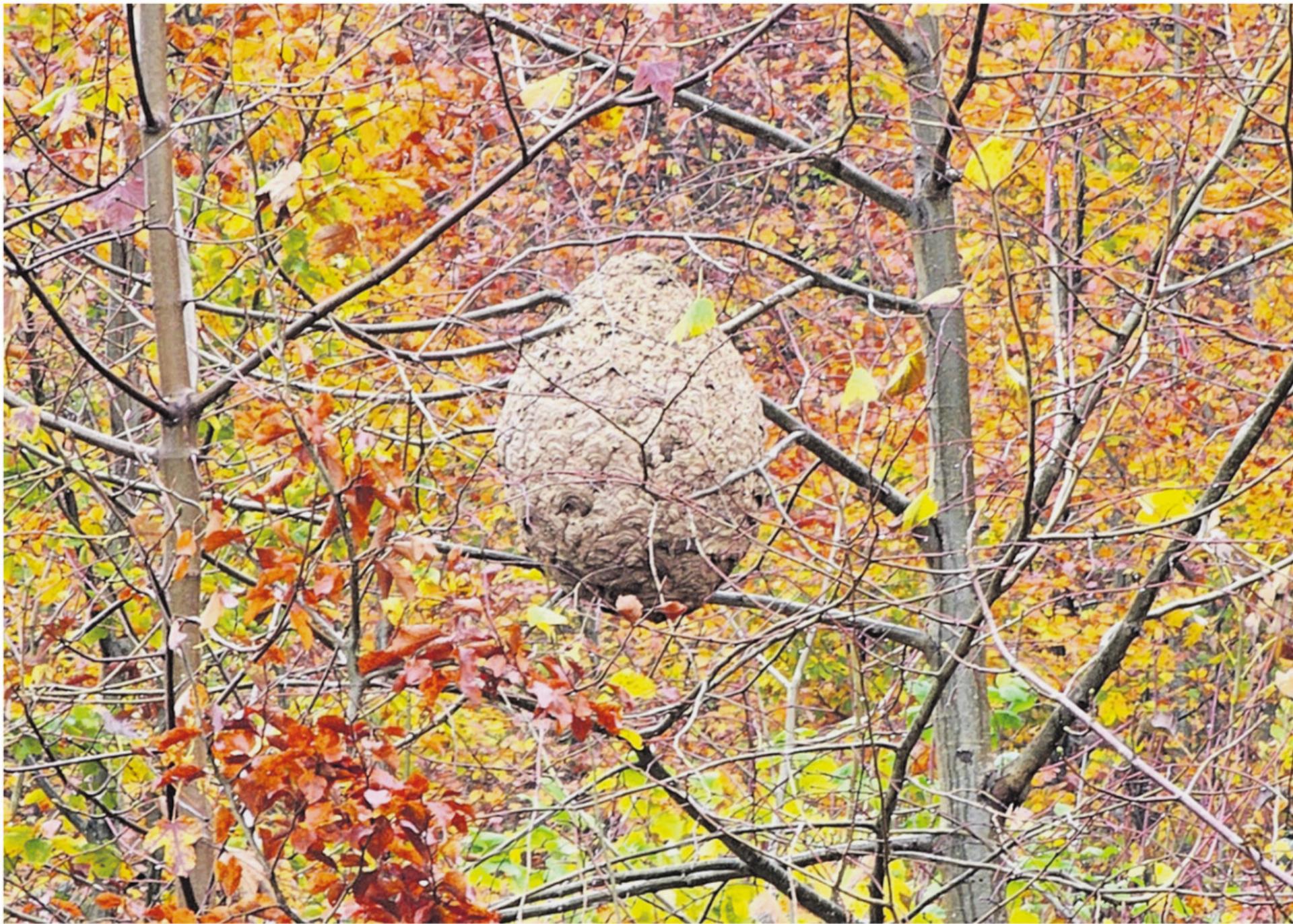 «Die Asiatische Hornisse lässt sich nicht mehr aufhalten» - Das Bild wird blockiert. – Möglicherweise durch einen aktiven Adblocker.