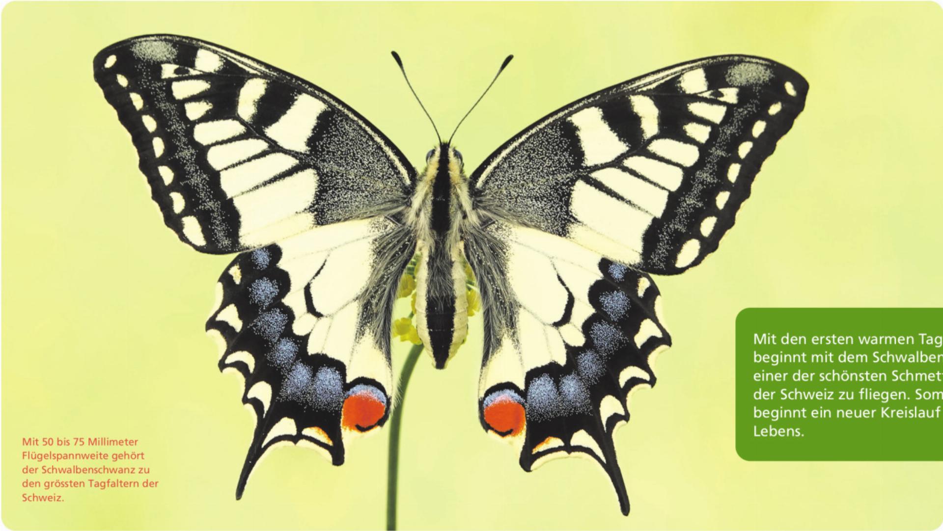 Einer unserer grössten Schmetterlinge – der Schwalbenschwanz - Das Bild wird blockiert. – Möglicherweise durch einen aktiven Adblocker.