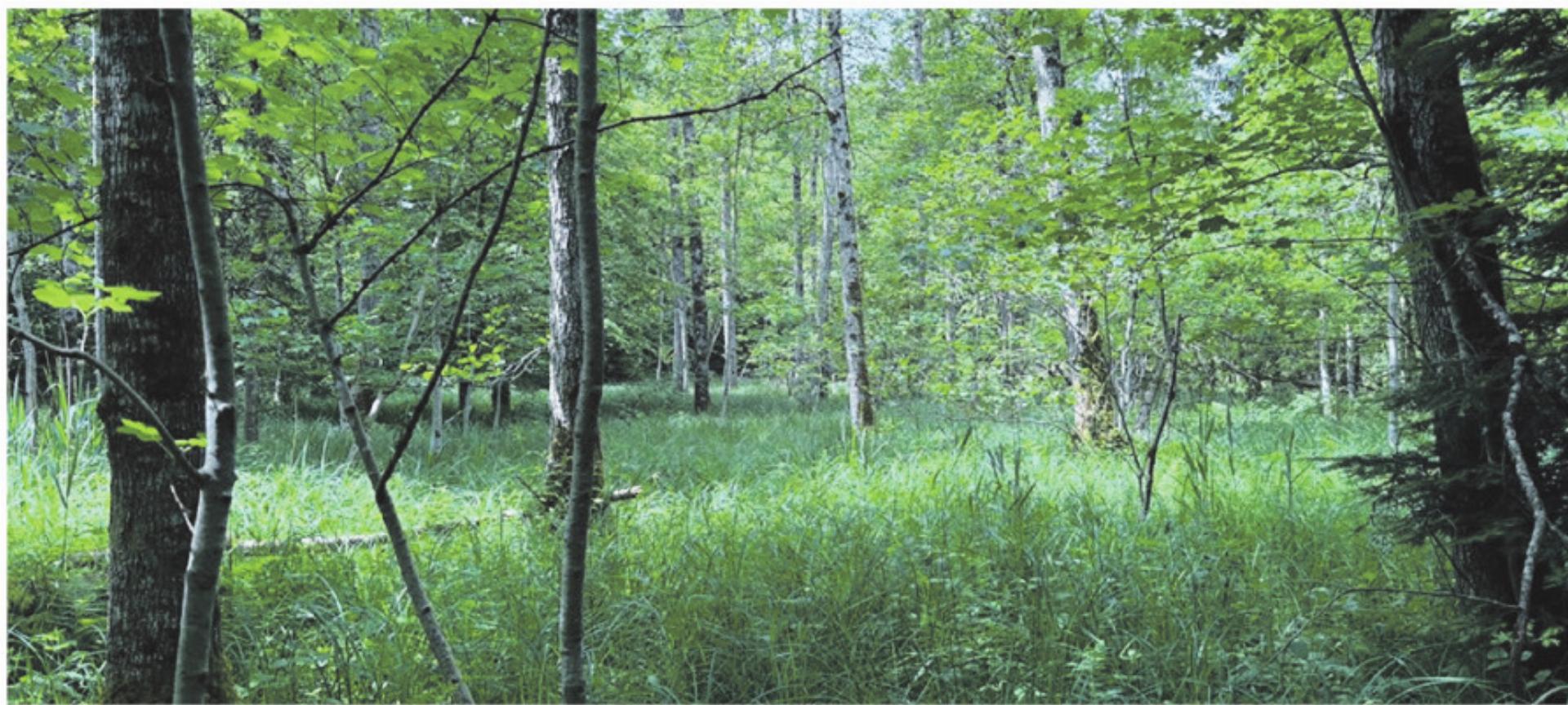 Wald wieder vernässen - Das Bild wird blockiert. – Möglicherweise durch einen aktiven Adblocker.