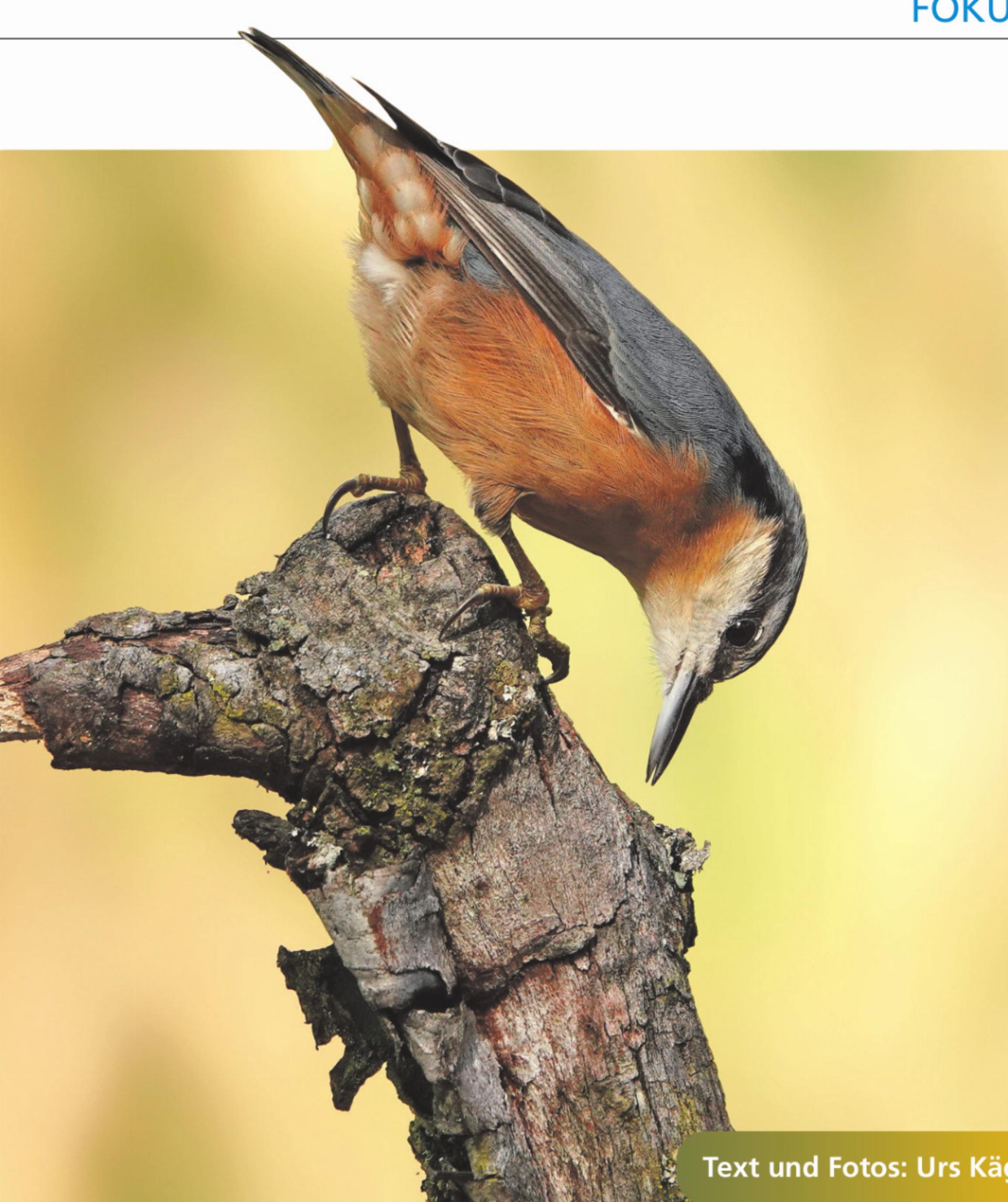 Farbenfrohe, herbstliche Vogelwelt - Das Bild wird blockiert. – Möglicherweise durch einen aktiven Adblocker.
