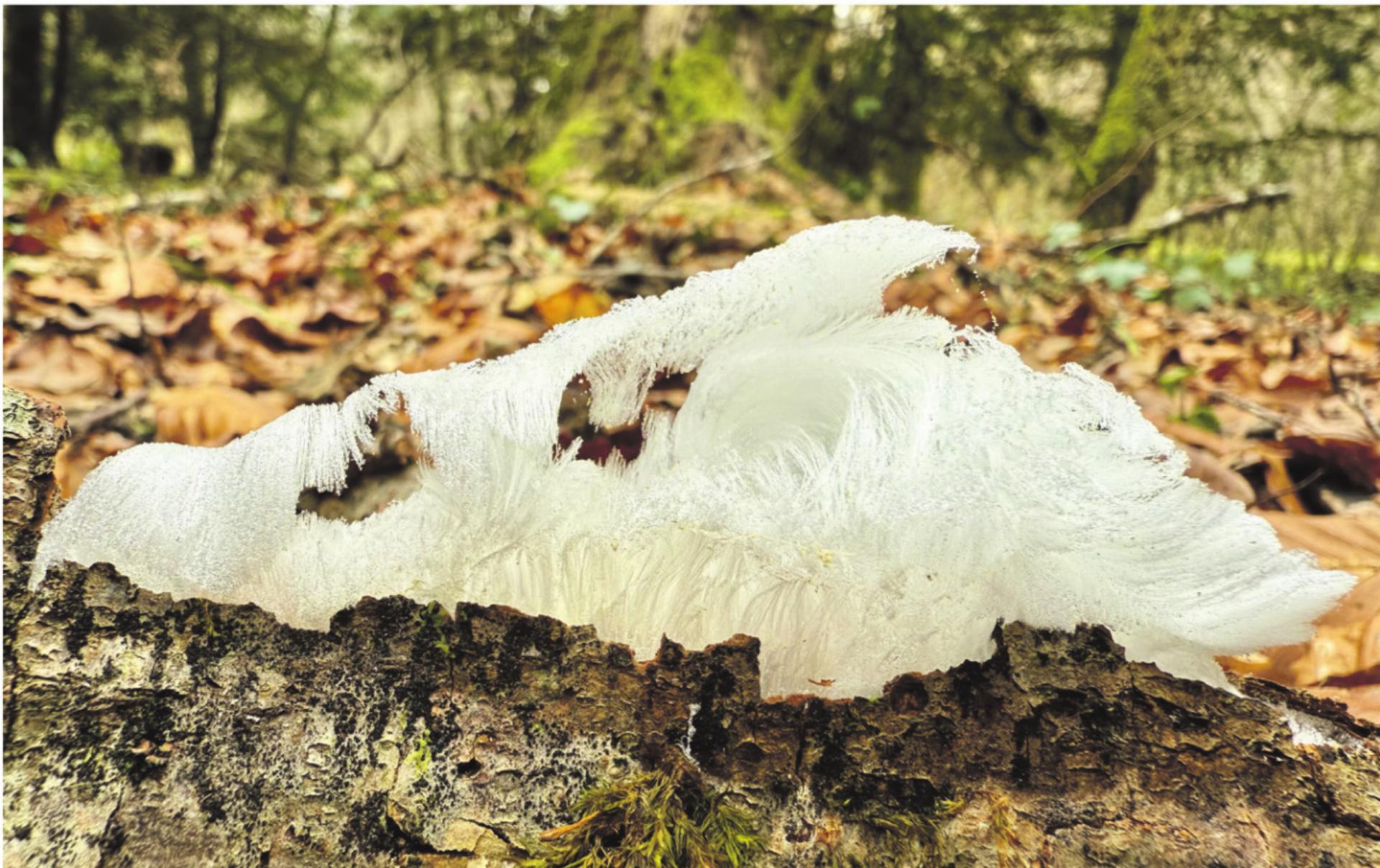 LESERFOTO - Das Bild wird blockiert. – Möglicherweise durch einen aktiven Adblocker.