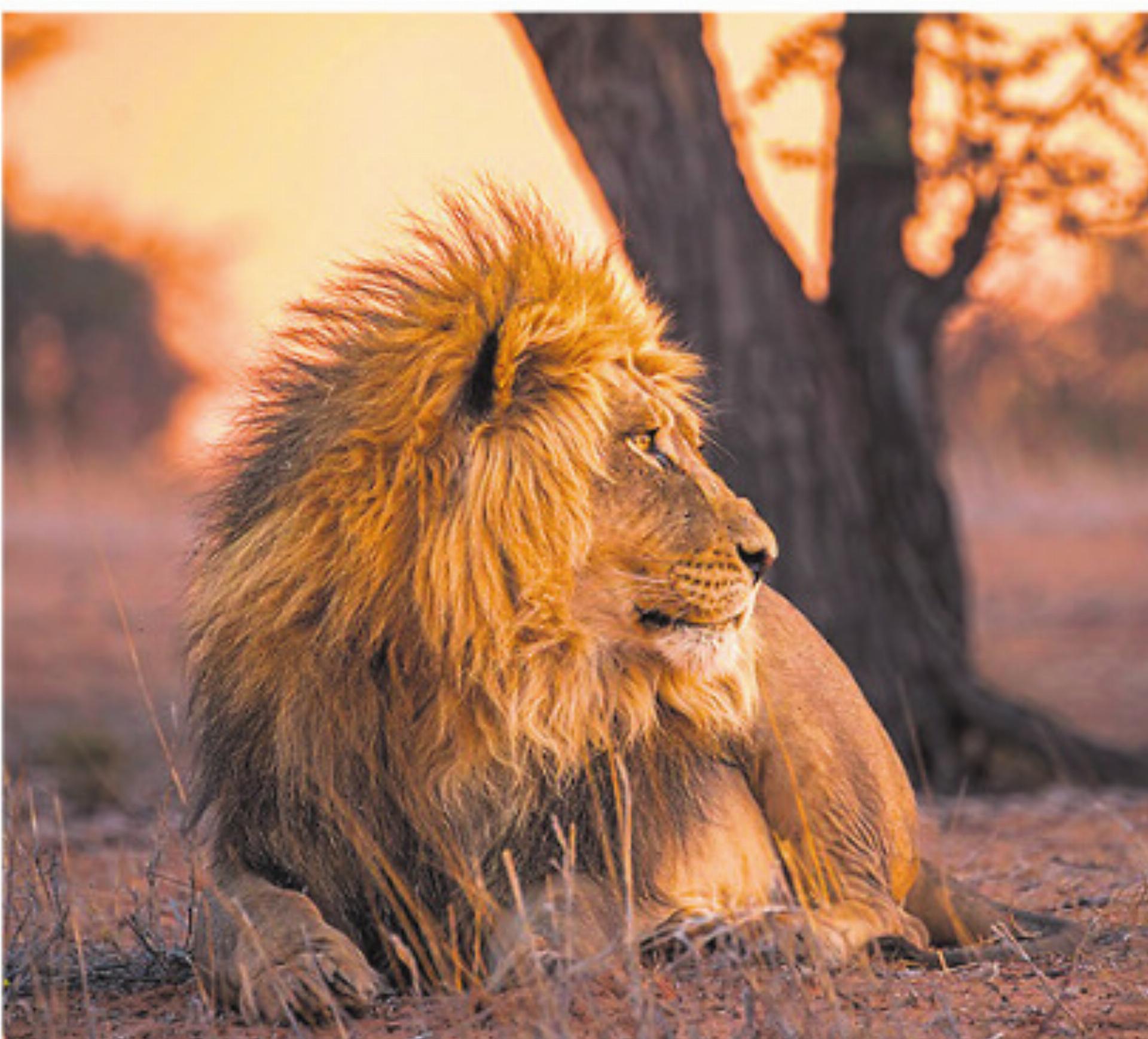 «Tierisch nah dran» - Das Bild wird blockiert. – Möglicherweise durch einen aktiven Adblocker.