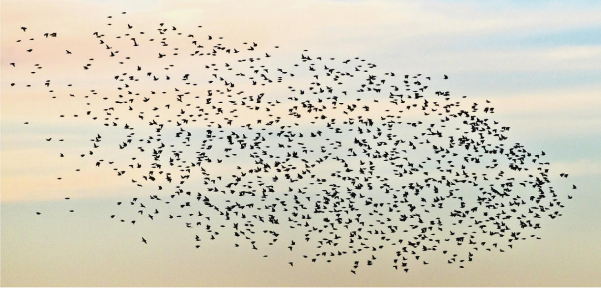 Grosse Vogelschwärme am Himmel - Das Bild wird blockiert. – Möglicherweise durch einen aktiven Adblocker.
