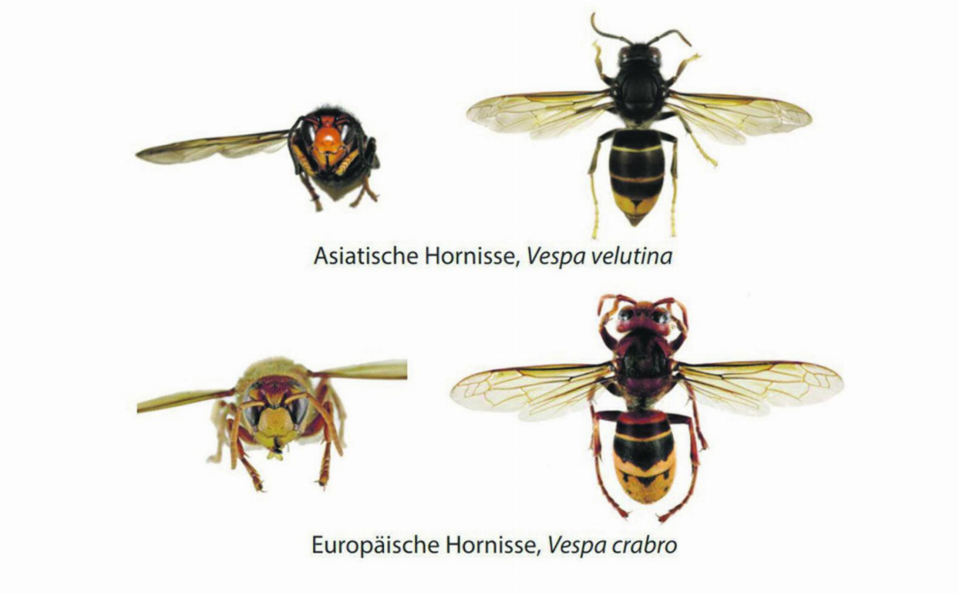 Weitere Exemplare der Asiatischen Hornisse gesichtet