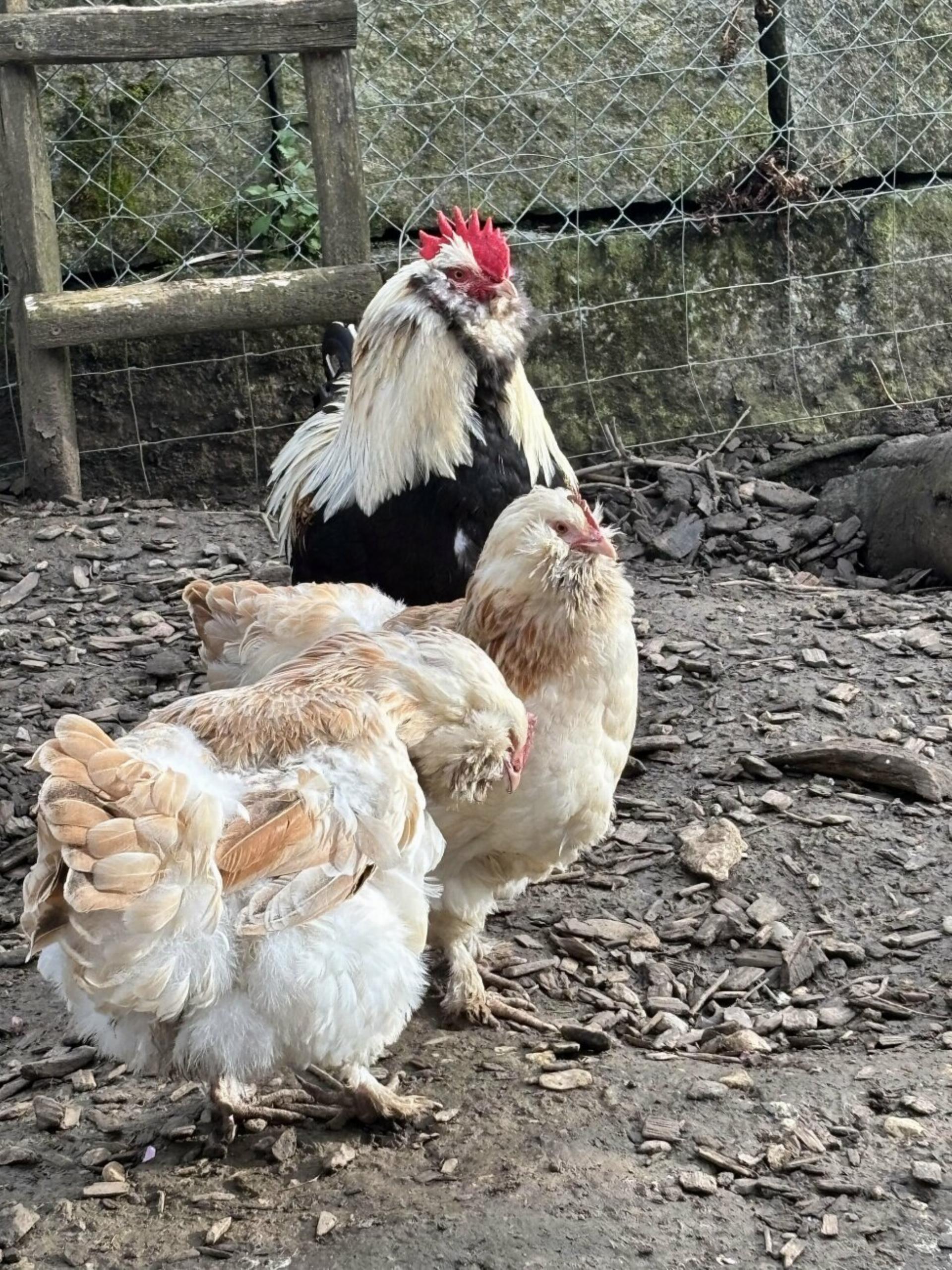 Wölflinswil: Fund von Hühnern – Polizei sucht Zeugen - Das Bild wird blockiert. – Möglicherweise durch einen aktiven Adblocker.