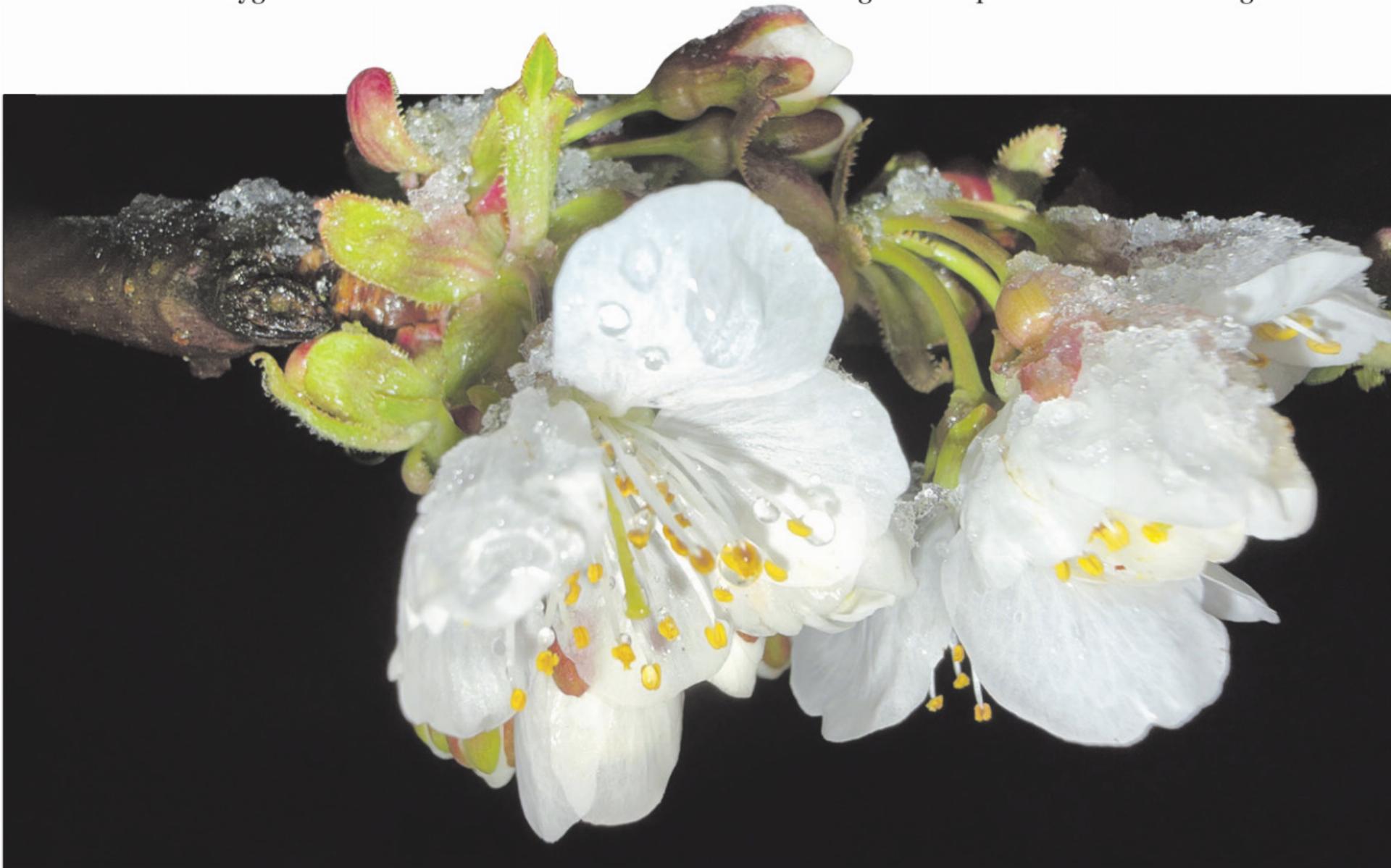 Kalt erwischt - Das Bild wird blockiert. – Möglicherweise durch einen aktiven Adblocker.