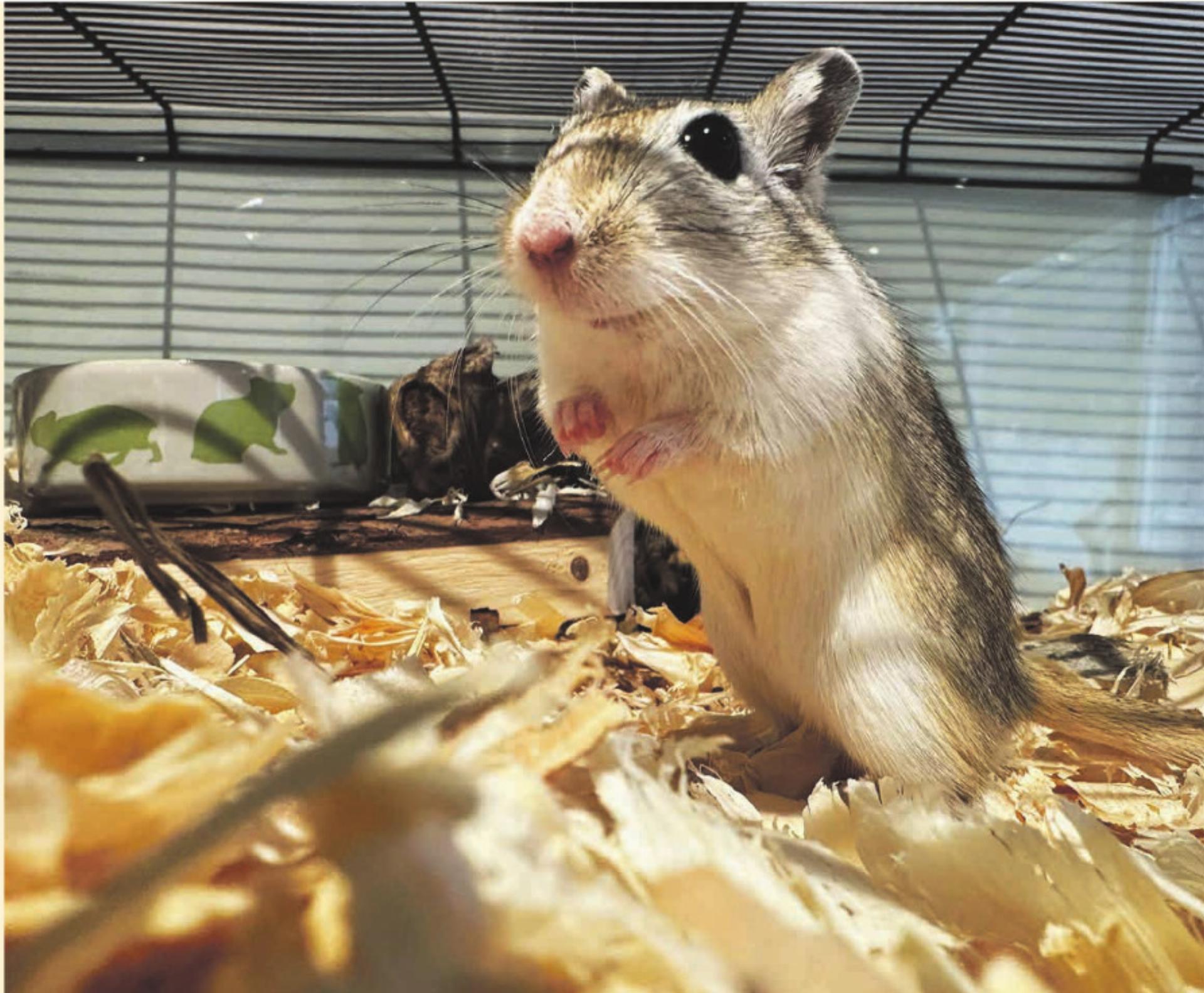 Geschichten vom TIERLIGNADENHOF KAISTEN - Das Bild wird blockiert. – Möglicherweise durch einen aktiven Adblocker.