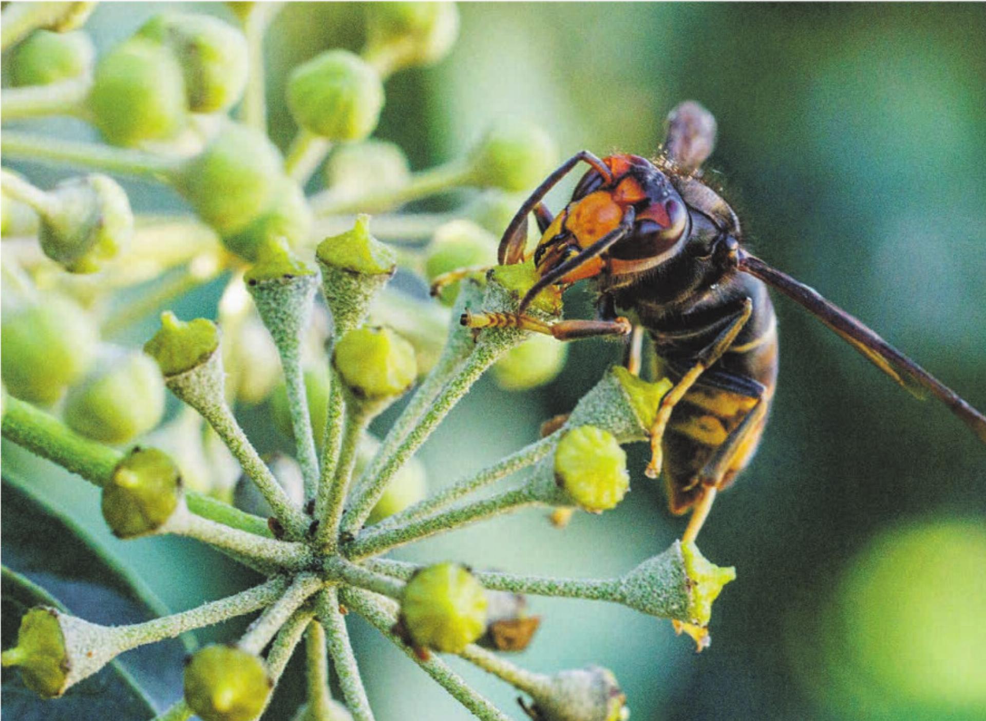 Asiatische Hornisse im Baselbiet - Das Bild wird blockiert. – Möglicherweise durch einen aktiven Adblocker.