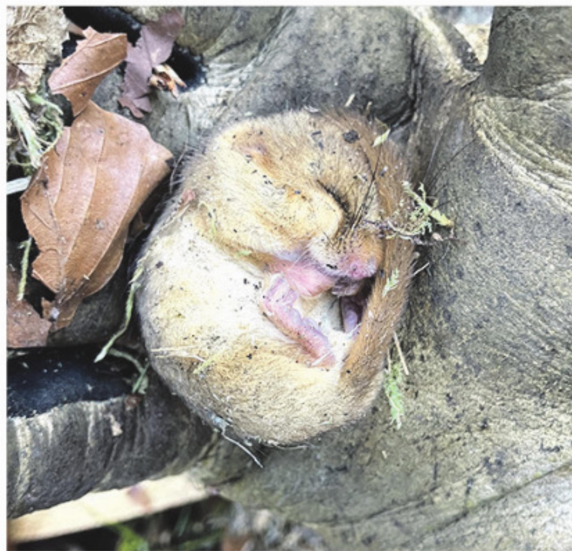 345 Nistkästen und 185 Mehlschwalbennester - Das Bild wird blockiert. – Möglicherweise durch einen aktiven Adblocker.