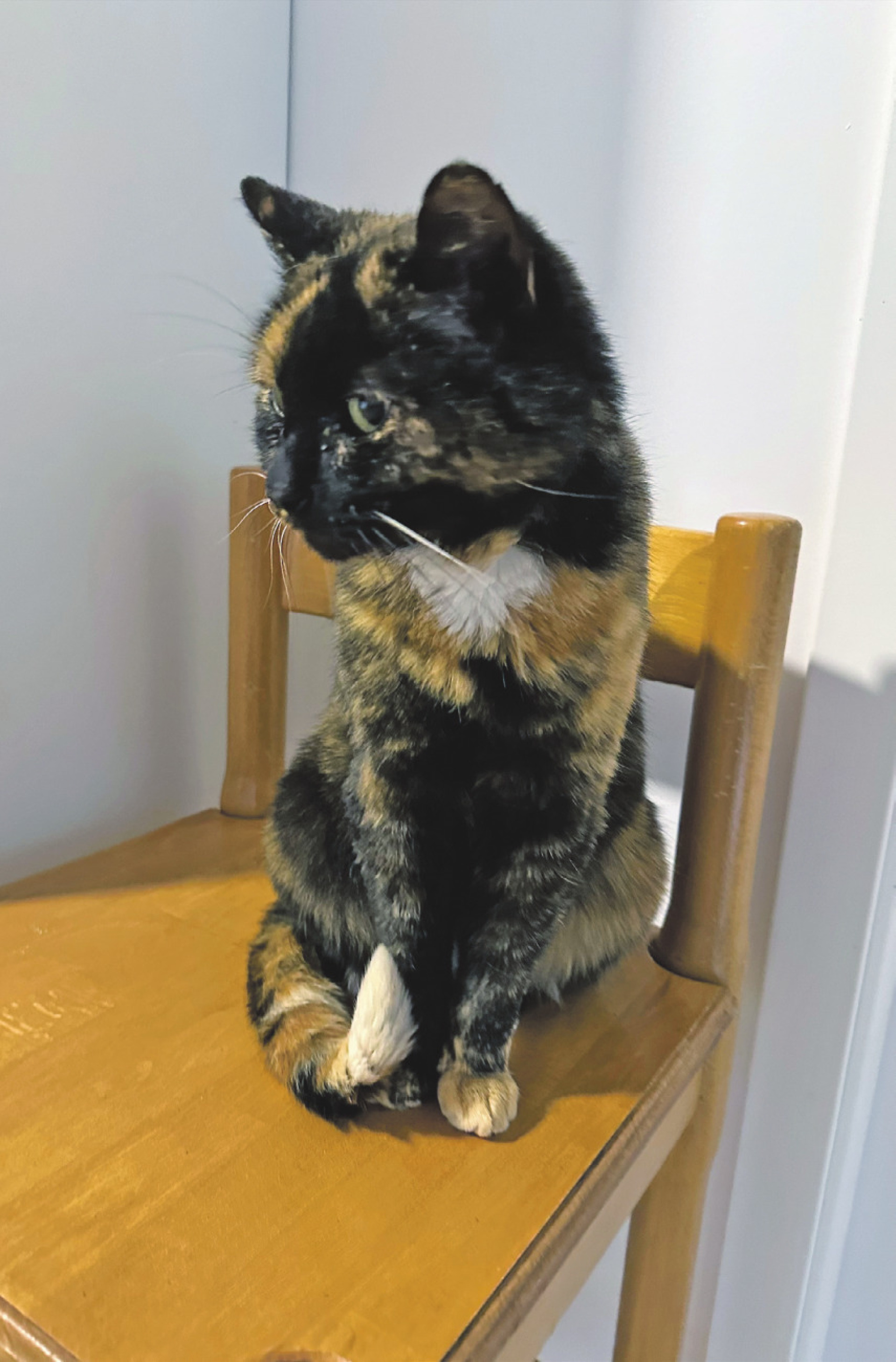 Geschichten vom Tierlignadenhof Kaisten - Das Bild wird blockiert. – Möglicherweise durch einen aktiven Adblocker.