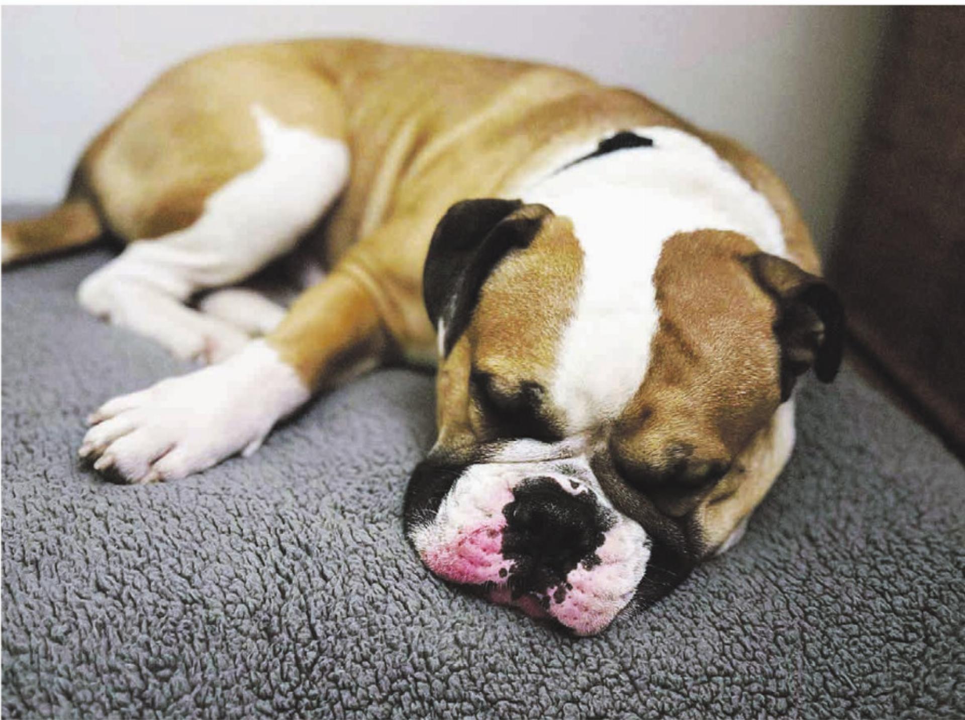 Geschichten vom Tierlignadenhof Kaisten - Das Bild wird blockiert. – Möglicherweise durch einen aktiven Adblocker.