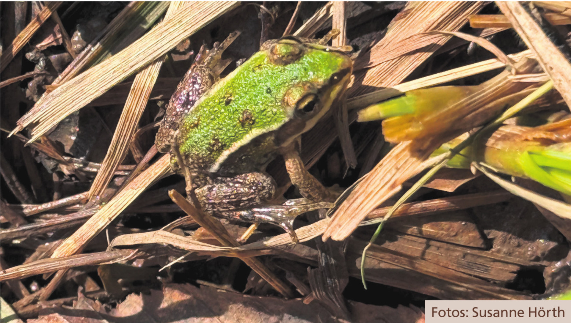Es hüpft und kriecht - Das Bild wird blockiert. – Möglicherweise durch einen aktiven Adblocker.