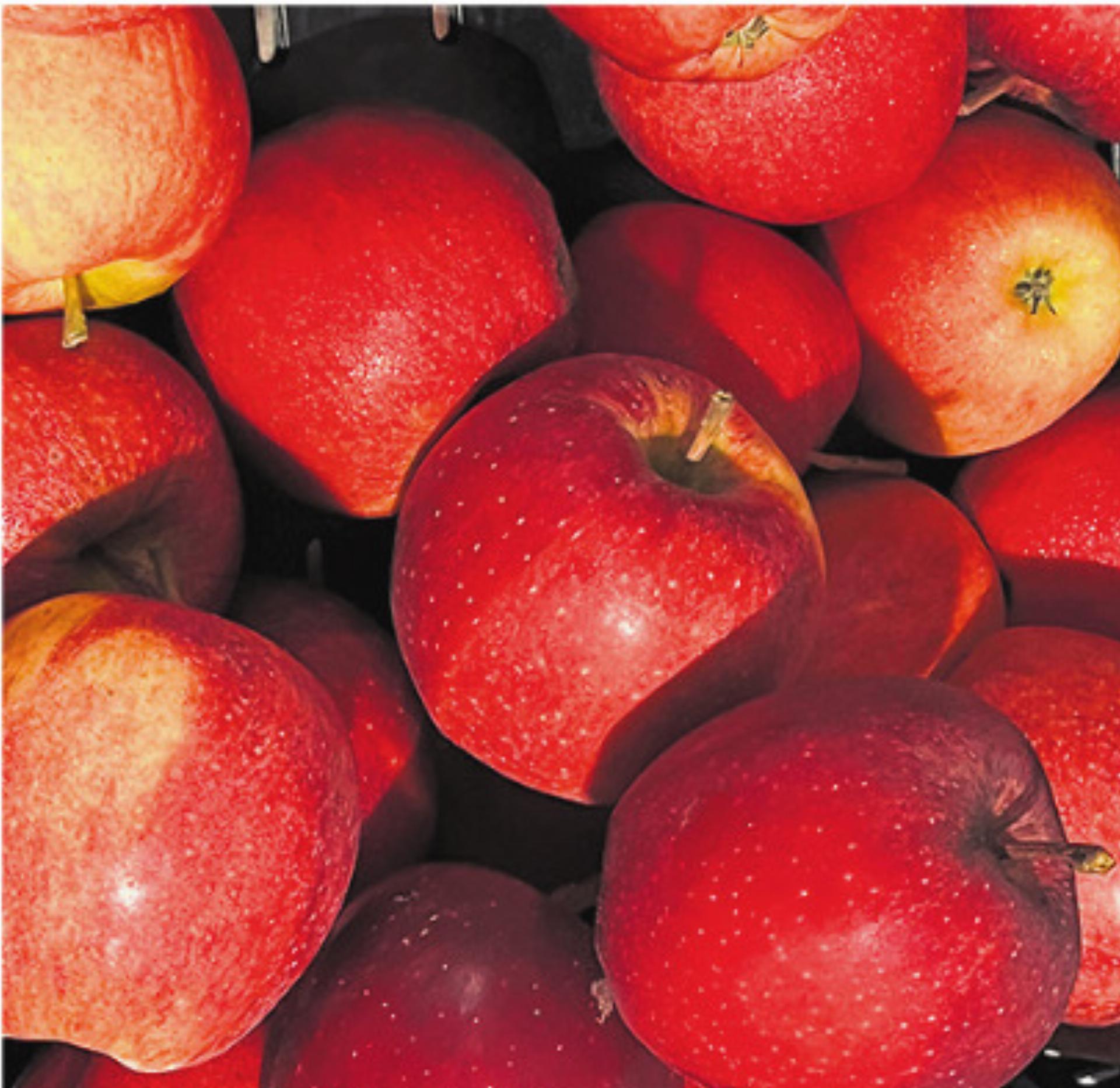 Kulturgut Apfel - Das Bild wird blockiert. – Möglicherweise durch einen aktiven Adblocker.