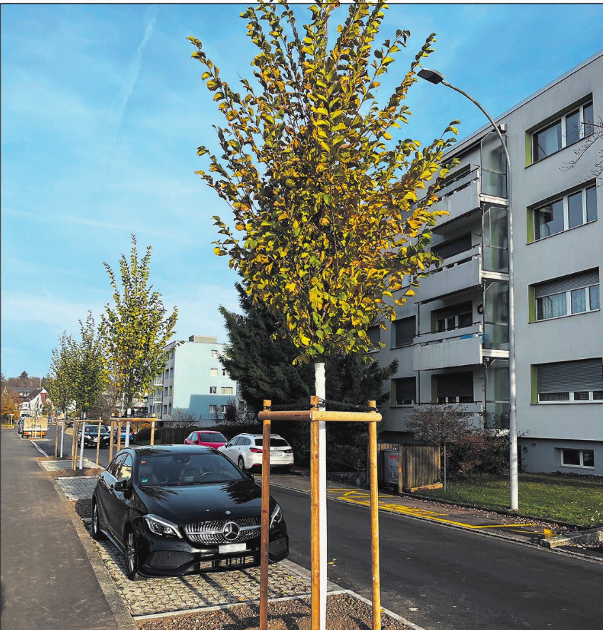 Eine bäumige Sache - Das Bild wird blockiert. – Möglicherweise durch einen aktiven Adblocker.