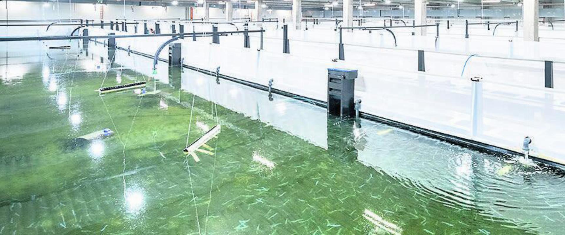 Die Crevetten der konkursiten SwissShrimp AG sind geerntet