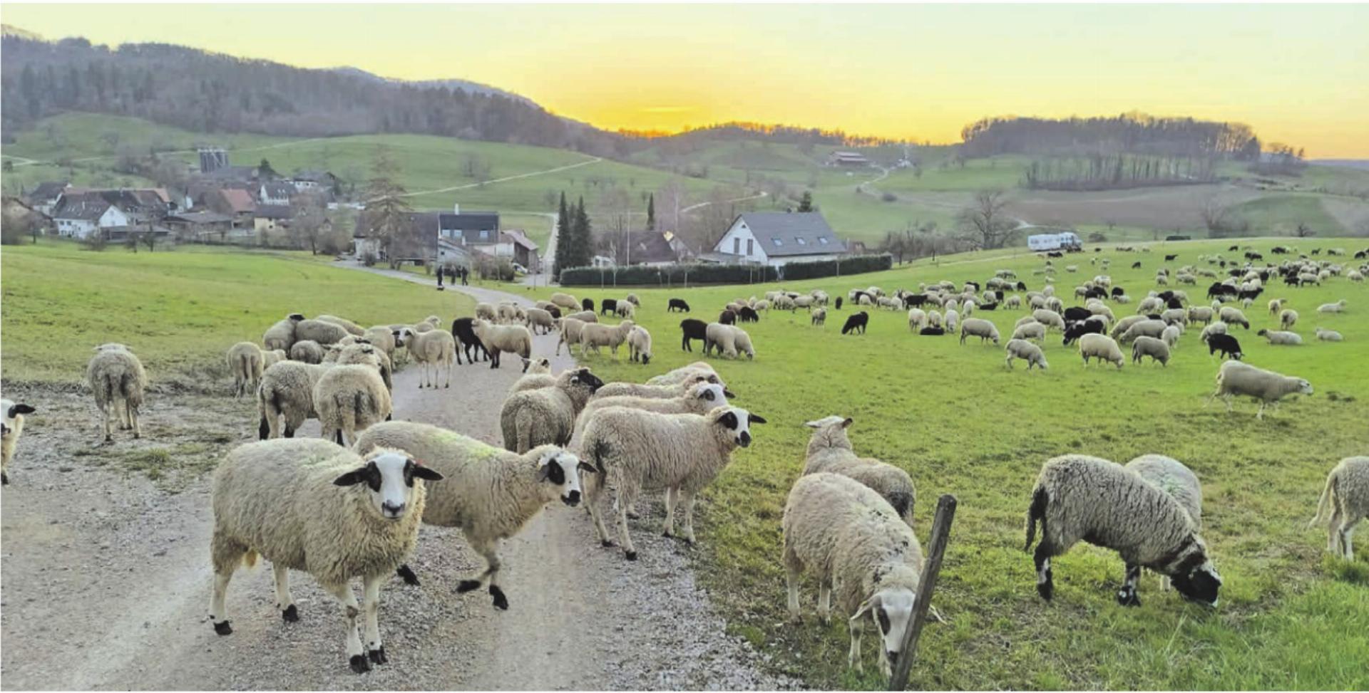 Alltag zwischen Weide und Wohnwagen - Das Bild wird blockiert. – Möglicherweise durch einen aktiven Adblocker.