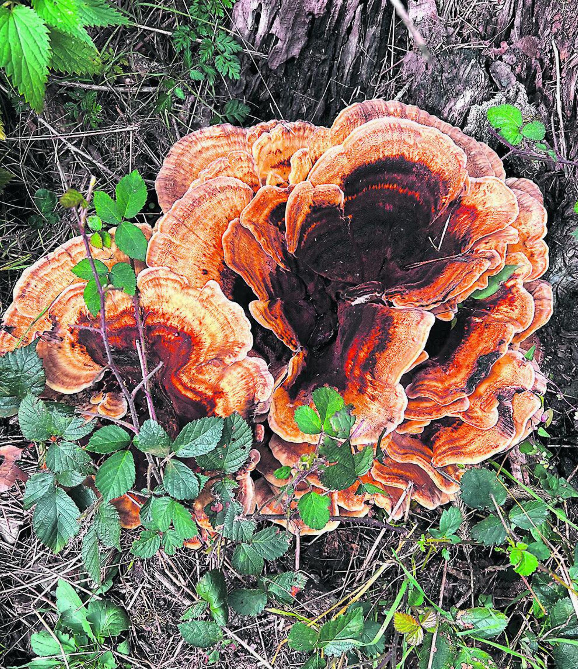 Einer Blume gleich hat sich dieser Pilz am Fusse eines Baumes im Hardwald in Kaisten entfaltet. Foto: Susanne Hörth