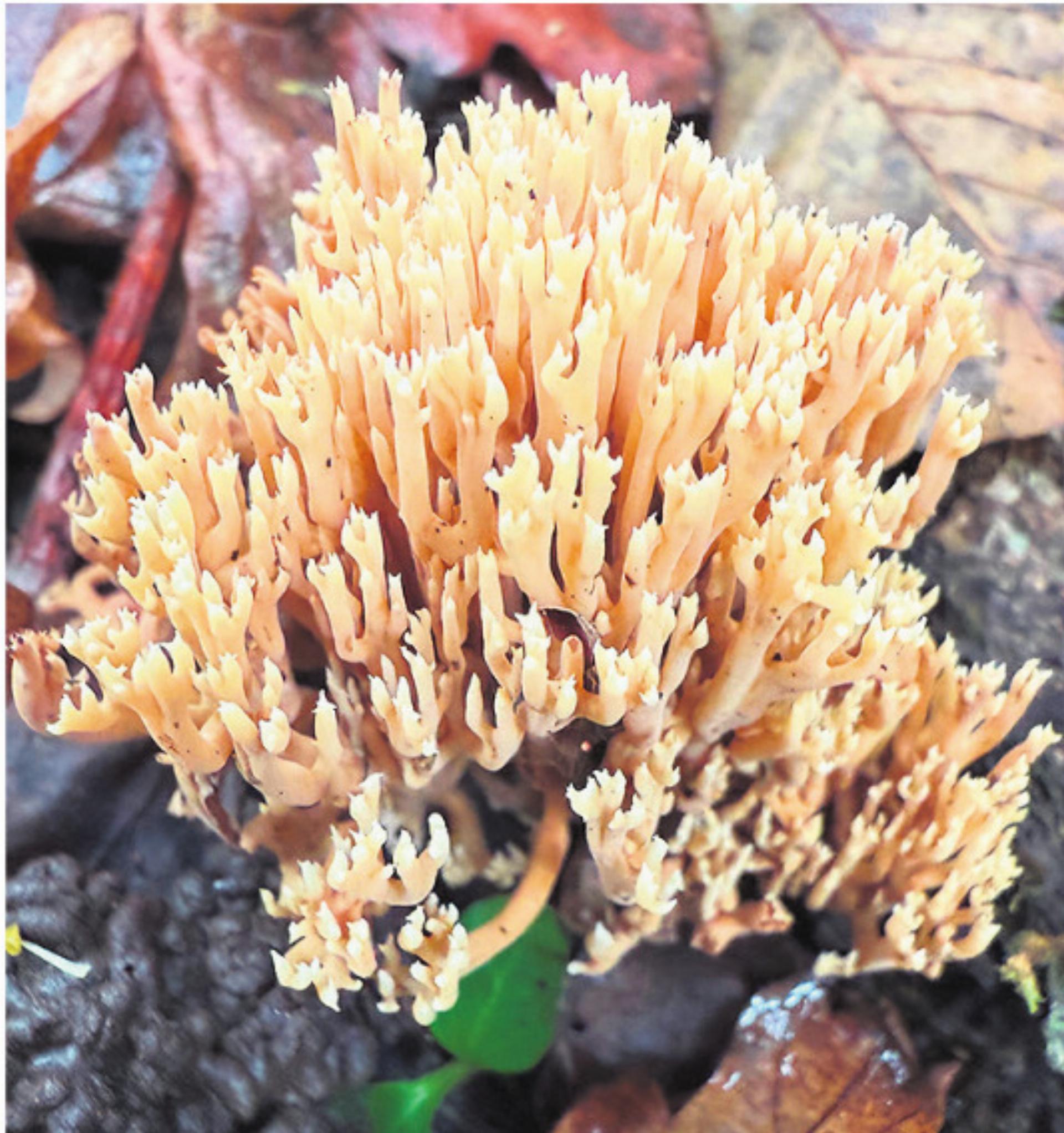 Herbstzeit ist Pilzzeit - Das Bild wird blockiert. – Möglicherweise durch einen aktiven Adblocker.