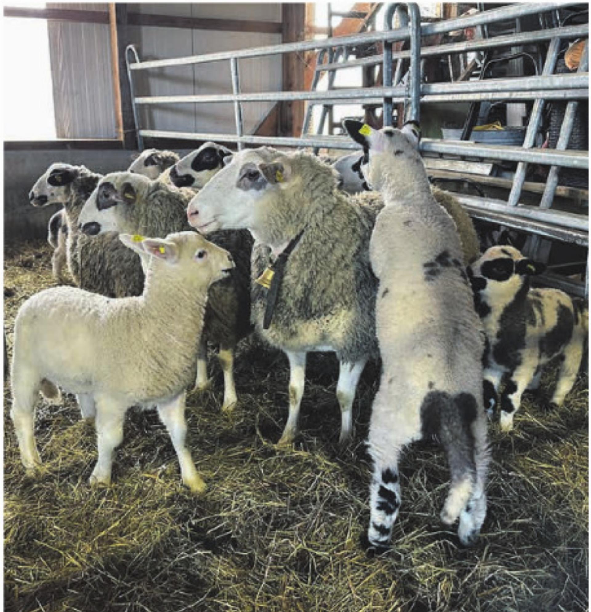 Scheren und Klauen schneiden bitte! - Das Bild wird blockiert. – Möglicherweise durch einen aktiven Adblocker.