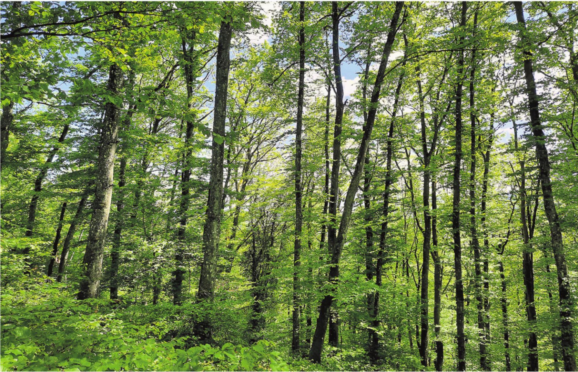 Wie geht es dem Aargauer Wald? - Das Bild wird blockiert. – Möglicherweise durch einen aktiven Adblocker.