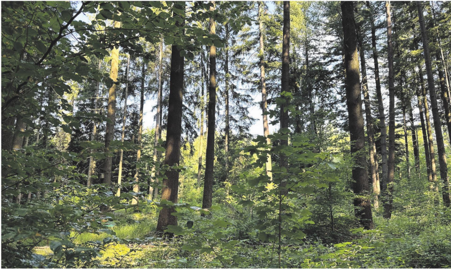 Wald speichert viel CO2