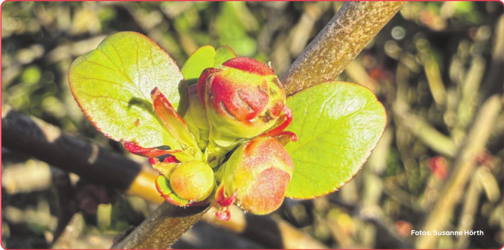 Fricktal-Frühling im Februar - Das Bild wird blockiert. – Möglicherweise durch einen aktiven Adblocker.