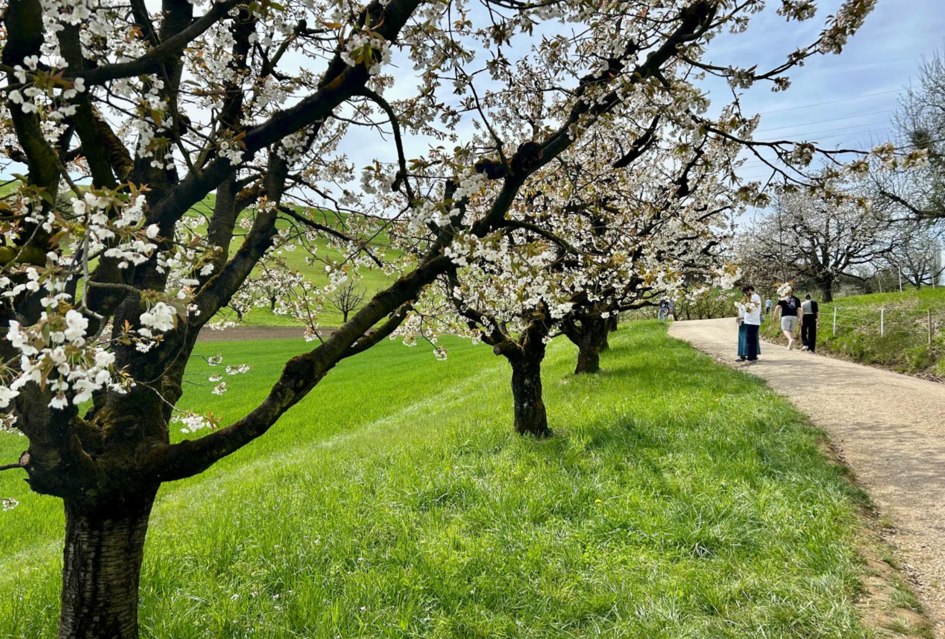 Der Chriesiwäg erblüht - Das Bild wird blockiert. – Möglicherweise durch einen aktiven Adblocker.
