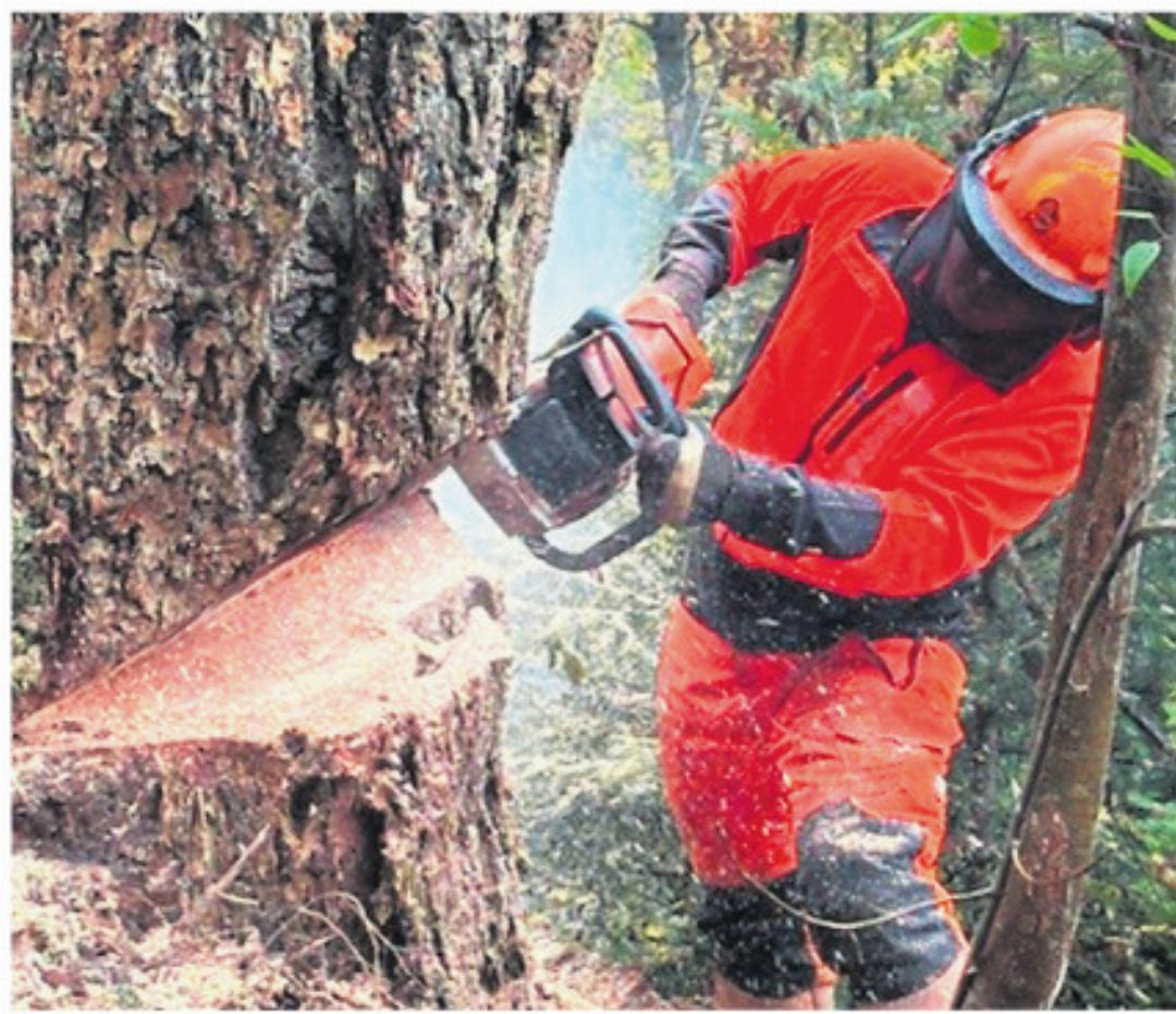 Eine Douglasie wird gefällt. Eine Douglasie wird gefällt.