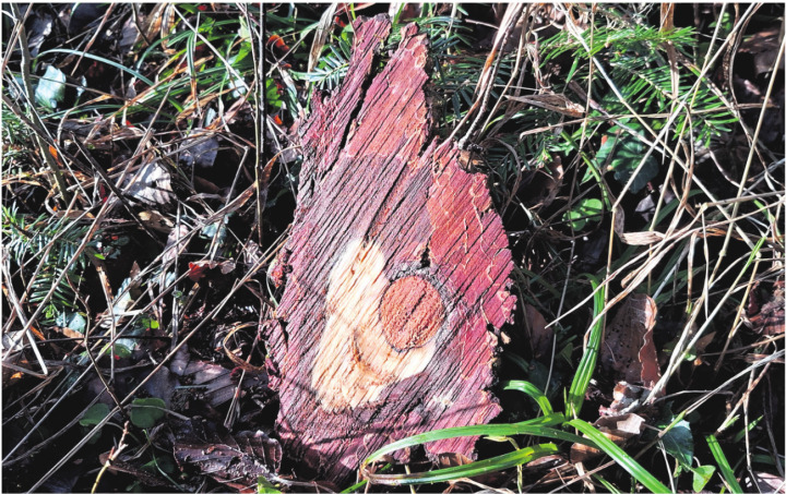 Die Natur als Künstler. Foto: Georg Kalt, Laufenburg