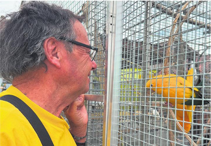 Die gefährdete Art der Goldsittiche vermehrt sich im Vogelpark sehr gut.