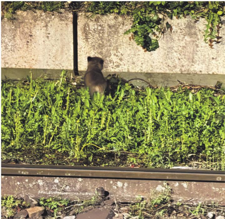 Das junge Füchslein konnte nicht selbständig in den Fuchsbau zurückkehren. Foto: zVg