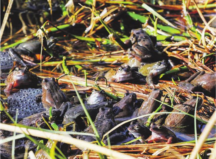 Grasfrösche bei der Paarung in einem Weiher im Gurtental bei Köniz. Foto: © Matthias Sorg