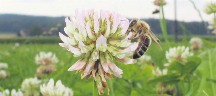Honigbiene auf Weissklee. Foto: zVg