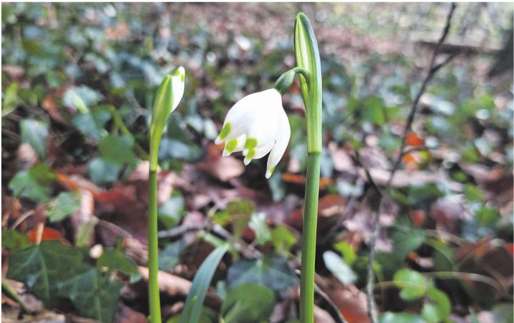Märzenbecher in der ersten Februarwoche – entdeckt bei einem Spaziergang im Kaister Wald. Foto: Georg Kalt, Laufenburg