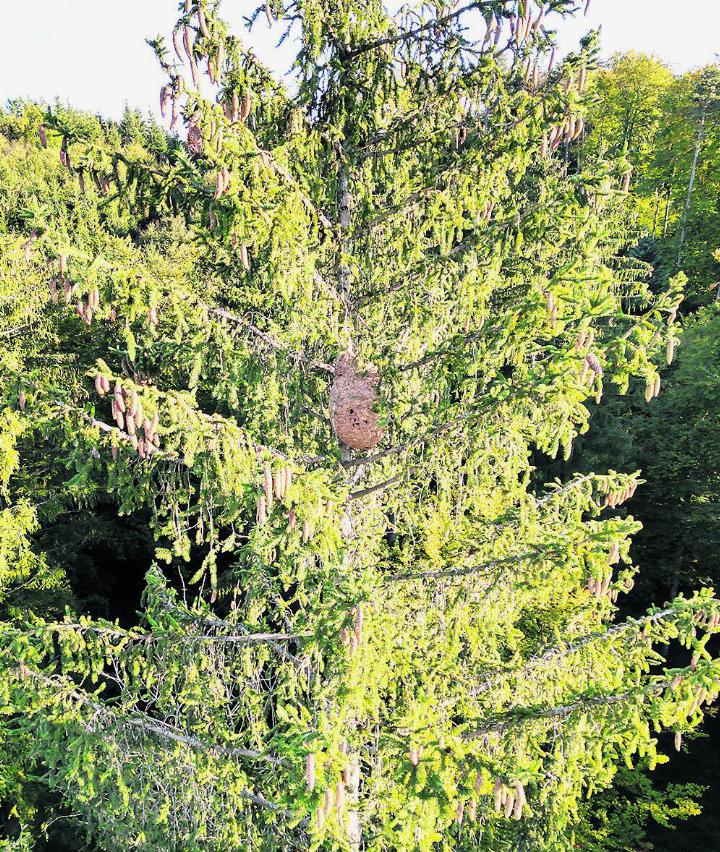 Das Nest befindet sich hoch oben an einer Weisstanne, mitten im Wald. Der Zugang ist sehr schwierig. Foto: zVg