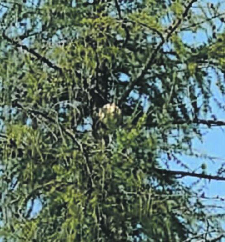 In luftiger Höhe: Dort konnte das Nest lokalisiert werden. Foto: zVg