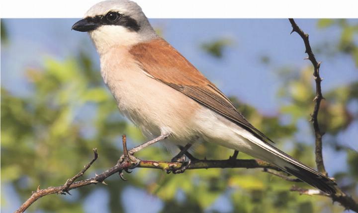 Mit dem Natur- und Vogelschutz Möhlin Vögel wie diesen Neuntöter hier kennenlernen. Foto: U. Hungerbühler