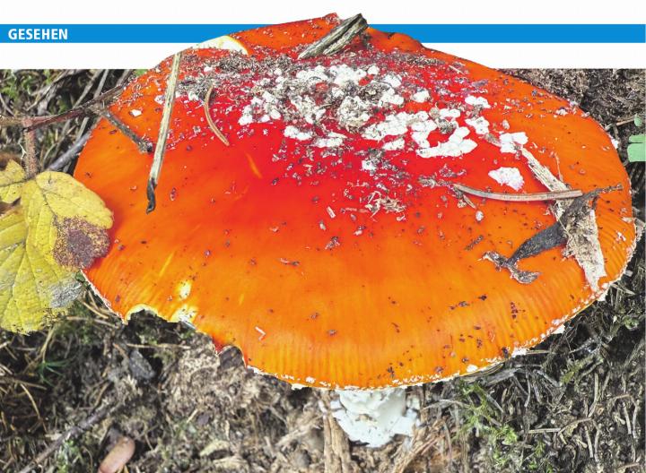 Ein Männlein steht ganz still und stumm im Kaister Wald. Foto: Susanne Hörth