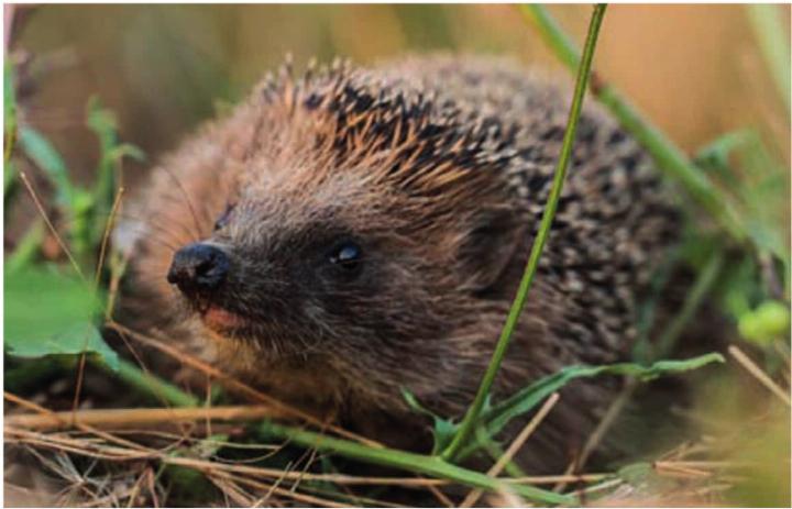Pro Natura wählt den Igel (Braunbrustigel, Erinaceus europaeus) zum Tier des Jahres 2026. Er soll Private und Gemeinden dazu «anstacheln», Gärten und Grünräume igel- und naturfreundlich zu gestalten Foto: Wolfgang Hock