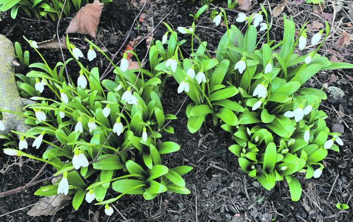 Der Frühling naht und die ersten Schneeglöckchen zeigen sich bereits. Gesehen in Kaisten. Leserfoto: Margrit Freudemann, Kaisten