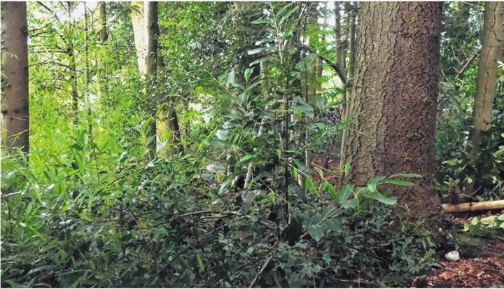 Auch der Kirschlorbeer und der Bambus bedrohen den einheimischen Wald. Foto: zVg Auch der Kirschlorbeer und der Bambus bedrohen den einheimischen Wald. Foto: zVg