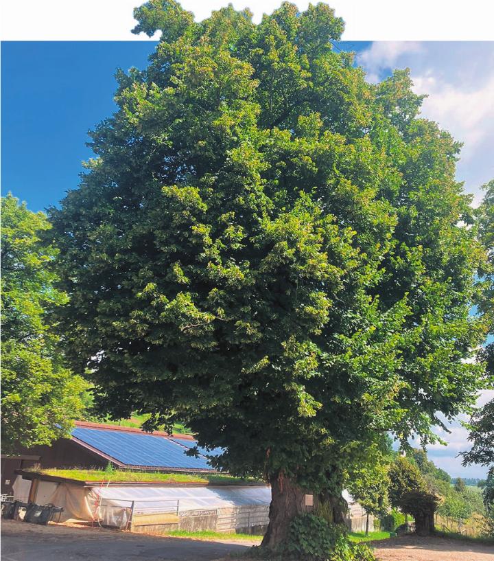Die Schlosslinde Farnsburg ist eine stattliche Erscheinung: 21 Meter hoch, mit einem Stammumfang von 9 Metern. Foto: zVg