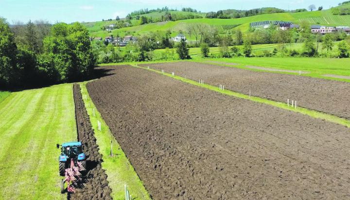 Die Agroforstanlage am FiBL in Frick wird zum ersten Mal gepflügt. Die Reihen mit den jungen Bäumen werden dabei ausgespart. Foto: zVg