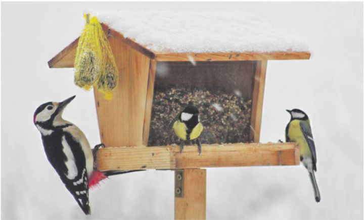 Klopf, klopf? Roland Stocker bekam Besuch: «Ein Buntspecht und zwei Kohlmeisen an unserem Winterfutterhaus.» Foto: Roland Stocker, Obermumpf