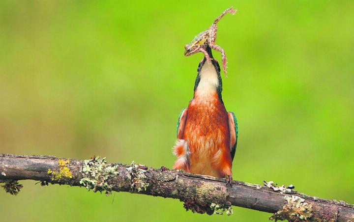 Der Eisvogel hat einen jungen Wasserfrosch erbeutet. Aufgenommen am 5. September 2024 in Möhlin. Foto: Urs Kägi, Wegenstetten