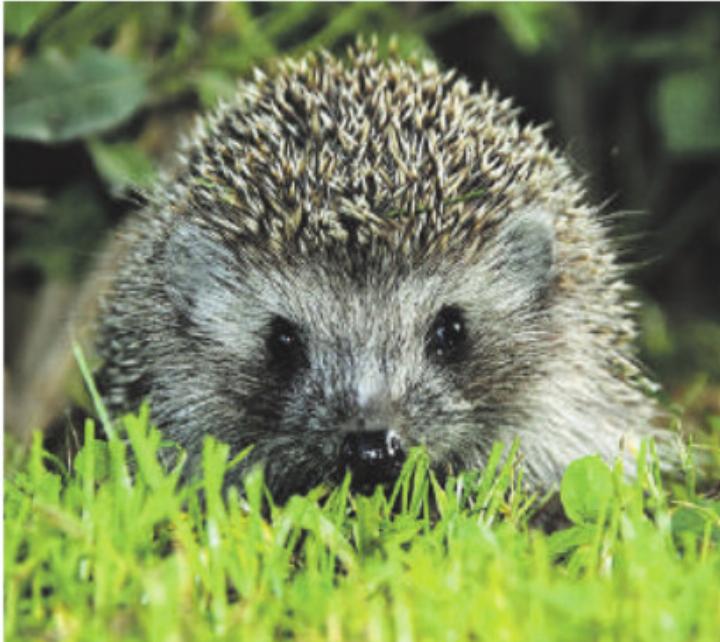 Der Igel ist ein Kulturfolger. Foto: Wikimedia