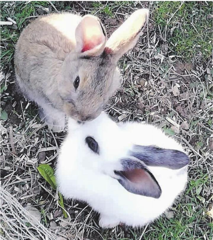 Ostern liegt in der Luft. Leserfoto: Olivia Di Marco, Frick