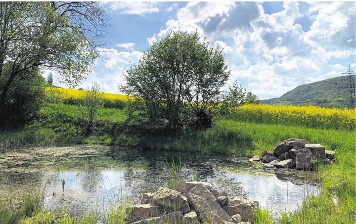 Natur pur in Kaisten. Foto: Margrit Freudemann, Kaisten