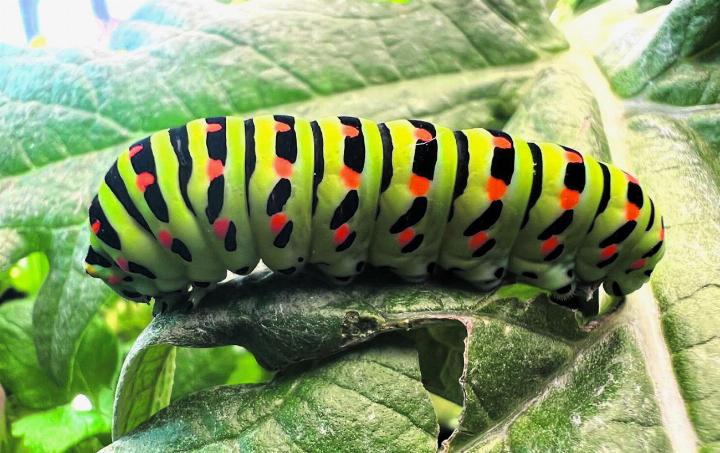 Diese Raupe hat es sich im «Schützen» in Rheinfelden gemütlich gemacht. Foto: Georg Sojer, Rheinfelden